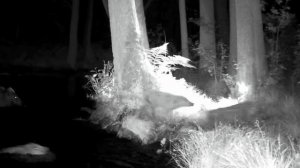 Фото ловушка видео