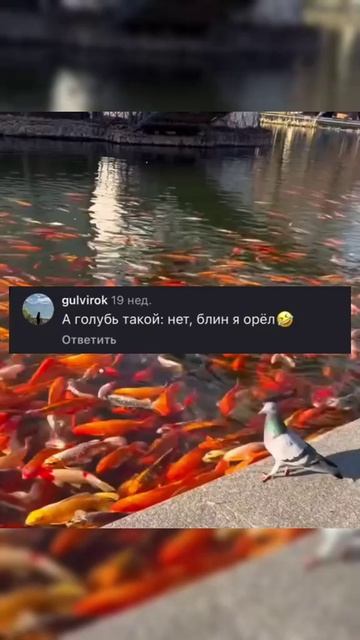Приколы дня🤣