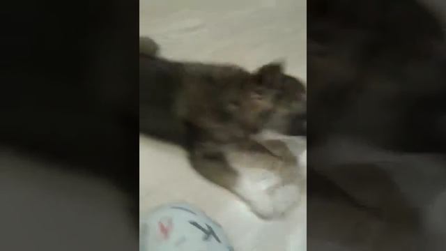 Мой монстер!!!!! смотреть онлайн