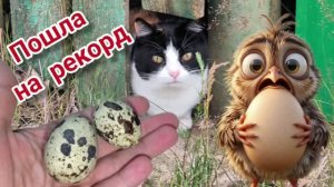 8 июля 2025. Перепелка-рекордсменка. Прогулка по селу. Снова дождь.