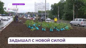 Владивосток преобразился: на городских улицах появились более тысячи деревьев и кустарников
