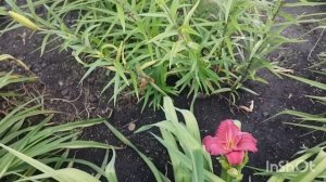 7/07/2026 /как живут в русской деревне...