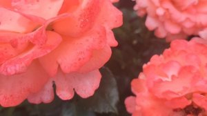 Чай с блинами🌺