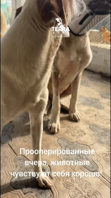 Выражаем глубокую благодарность нашему ветеринару Азизу за проведенные операции!  #приют #terra_vita