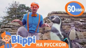 Песня Про Пингвинов _ Изучай этот мир вместе с Блиппи _ Blippi Russian