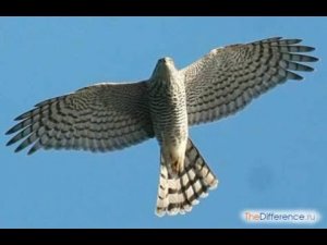 11.12.19.Сокол+Ястреб- Голуби остаться в Живых. Falcon + Hawk-Doves stay alive.
