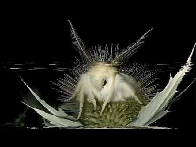 BLUE2TH JESU$ x Лютневий День • UNDER YOUR SPELL смотреть онлайн