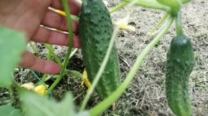 Урал! Томаты, огурцы по сортам! Открытый грунт! 🫑🍅🥒