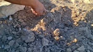 39с.Аху разбила свой первый маленький садик | Готовим рядом с каменной хижиной
