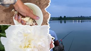 Огород и рыбалка🌹🪱🐟 Сова голосует на дороге🦉
