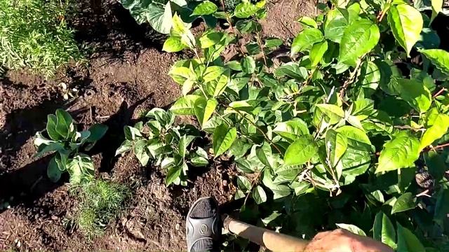 плодовые культуры