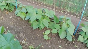 Вершкование махорки