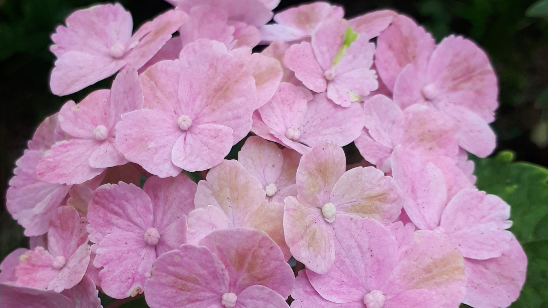 Мэджикал Джевел Пинк (Magical Jewel Pink) крупнолистная гортензия.