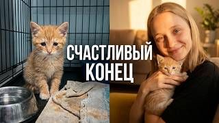 Котята в Добрые руки. Кошки Задонского Монастыря