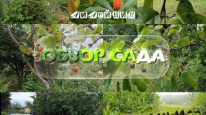 ЧТО РАСТЕТ В НАШЕМ ПАРНИКЕ?! ОБХОД САДА🌿
