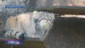 Завидный жених: манул Тимофей выбирает невесту среди трех кошечек