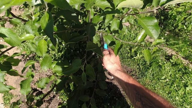 обрезка плодовых деревьев