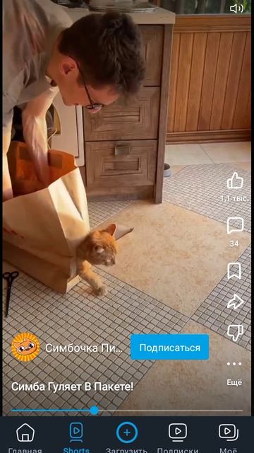 одежда для кота смотреть онлайн