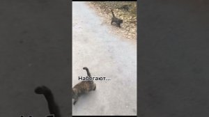 А ведь мне больше нравится собаки
