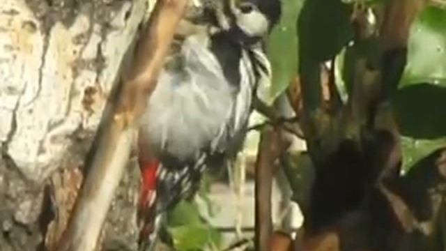 Woodpecker in city (Дятел в городе) смотреть онлайн
