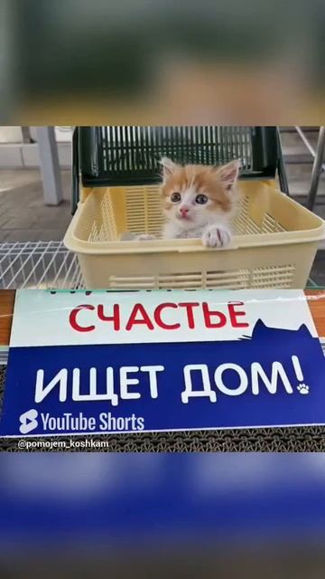 Монахиня Арсения не может спасти всех одна #монастырь #животные #срочно