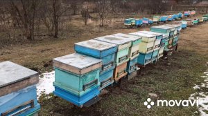 Январский расплод.