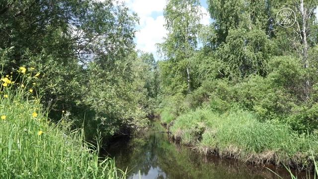 Река и лес 4K | Звуки природы | Летний детокс | ИЩИ ZEN