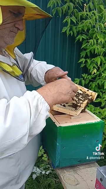 Отбор маток 🐝 смотреть онлайн