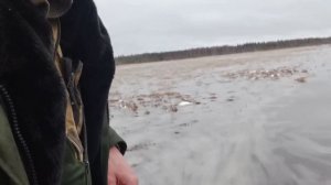 ОХОТА НА ГУСЯ. РЕСПУБЛИКА КОМИ. МАЙ 2023.