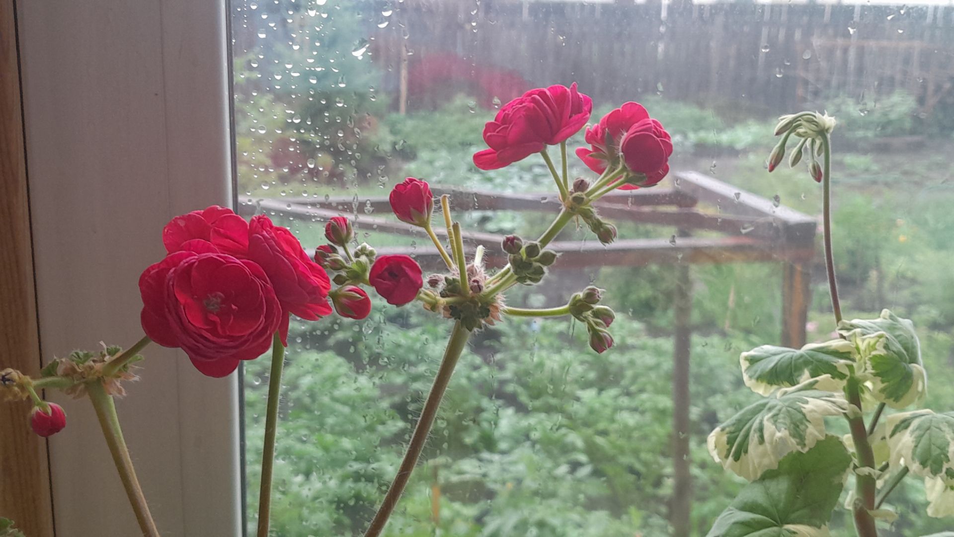 Слава🙏🏻Богу идёт☔️дождь/Отдыхаю🫠/Любимый сад спасаю/Жизнь на пенсии в деревне