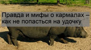 Правда и мифы о кармалах – как не попасться на удочку