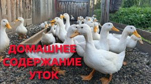 Домик в деревне Утки стар-53 У меня утки теперь как на пляже отдыхают