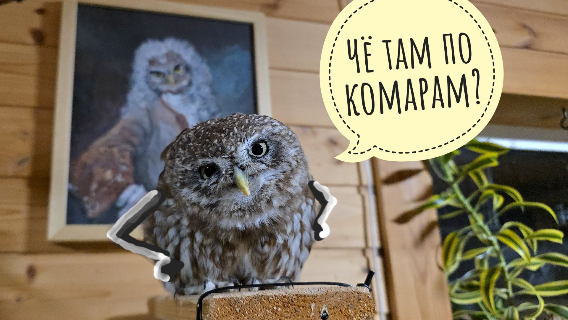 Тестируем комариную ловушку-пылесос. Сычи Лучик и Чу мило ужинают. Сова Ёль шагает по вольеру смотреть онлайн