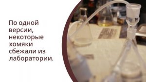 День хомяка