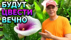 Попробуйте так подкормить КАЛЛЫ для максимально обильного и долгого ЦВЕТЕНИЯ 🌸