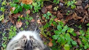145-.Дача..пошла обрезать гортензию,🤣🐾🐾02.11.22