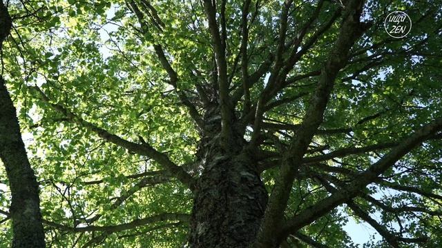 Берёзовая роща | 9 минут вида снизу вверх | Звуки леса | Детокс | ИЩИ ZEN