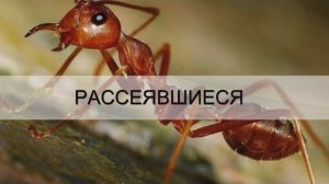 РАССЕЯВШИЕСЯ. Андрей Яковишин