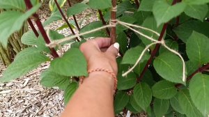 🫴🌺 Пора подвязать метельчатые гортензии,не допускайте чтобы они сломались от ветра и дождя ☔ 😪