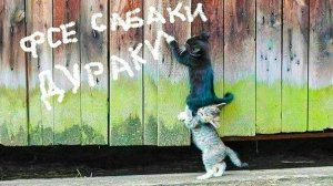 ФСЕ САБАКИ ДУРАКИ! (не кот) Приколы с котами