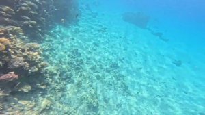 🇪🇬 ВЫСЕЛЕНИЕ ИЗ PICKALBATROS AQUA BLU RESORT  4* ЧТО ВАС Ждёт? Шарм Эль Шейх. Дикий пляж