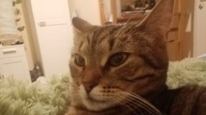 котики