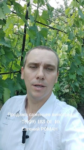 Саженцы винограда  +7(959)-183-01-40 Евгений РОМАН