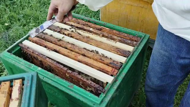 8 июля ПОГОДЫ нет МЕДОСБОРА нет смотреть онлайн