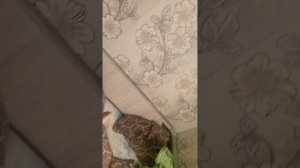 мальчик монстор