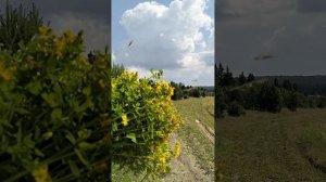 Сбор травы зверобой и таволга