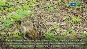 Заяц-русак попал в объектив фотоловушки в «Тульских засеках»