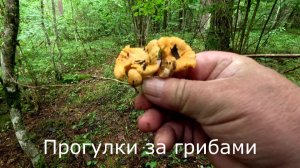 Прогулки полесу. Я не первый здесь ищу грибы.