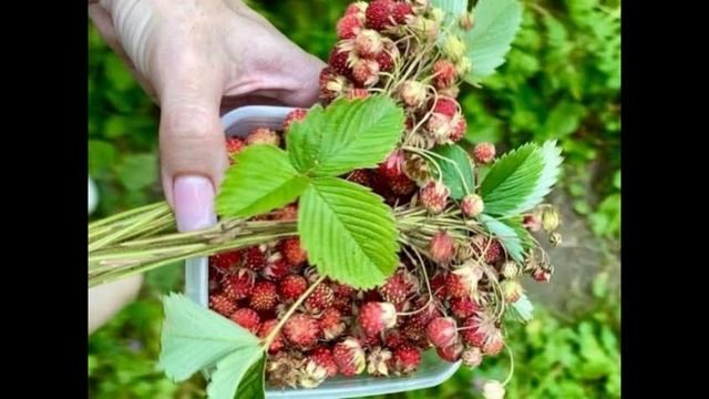 9 июля - Давид Земляничник. Традиции и народные приметы