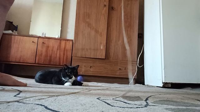Коту жарко